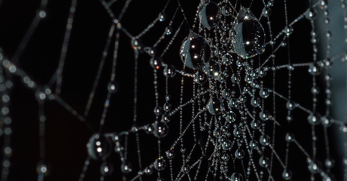 découvrez la durée de vie des araignées, leurs différentes phases de vie et les facteurs qui influencent leur longévité.