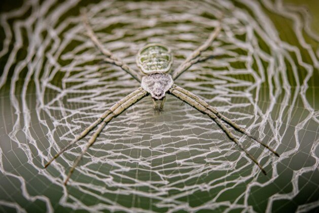 Découvrez l’espérance de vie fascinante des araignées
