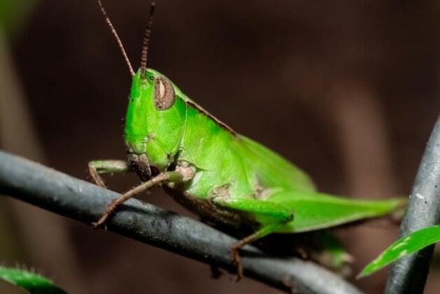 Quel est le nom du chant de la cigale ?