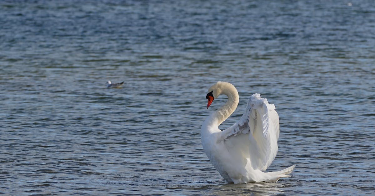 découvrez 'swan song', une œuvre captivante mêlant émotion et élégance, racontant une dernière performance inoubliable.