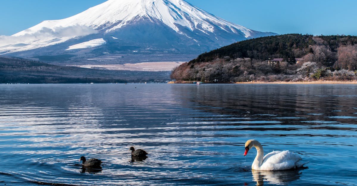 découvrez 'swan song', une œuvre poignante mêlant émotion et profondeur, explorant les derniers instants d'une histoire inoubliable.