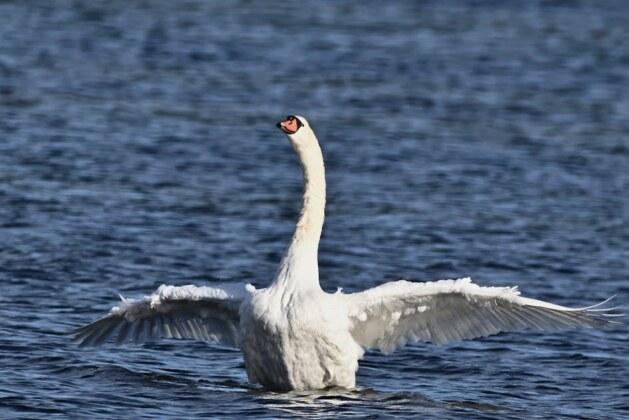 D’où vient l’expression le chant du cygne ?