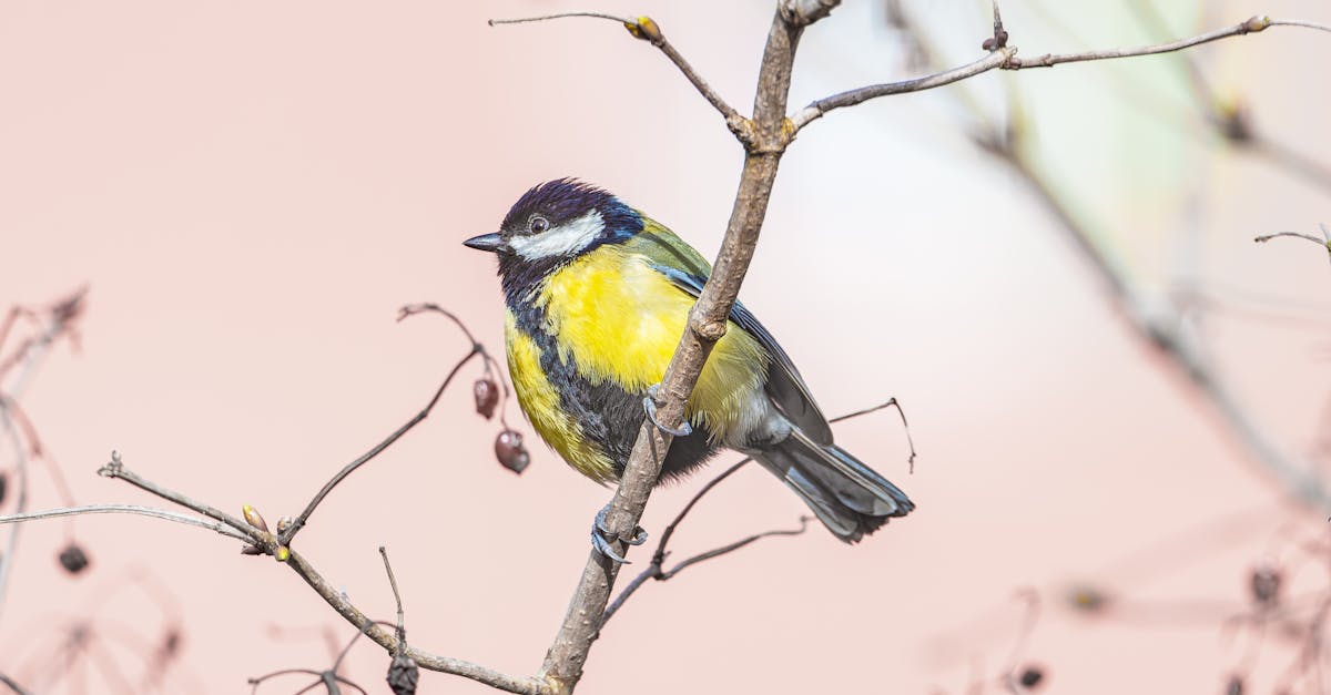 découvrez l'histoire fascinante du titanic, le célèbre paquebot légendaire, son voyage tragique et son impact historique.