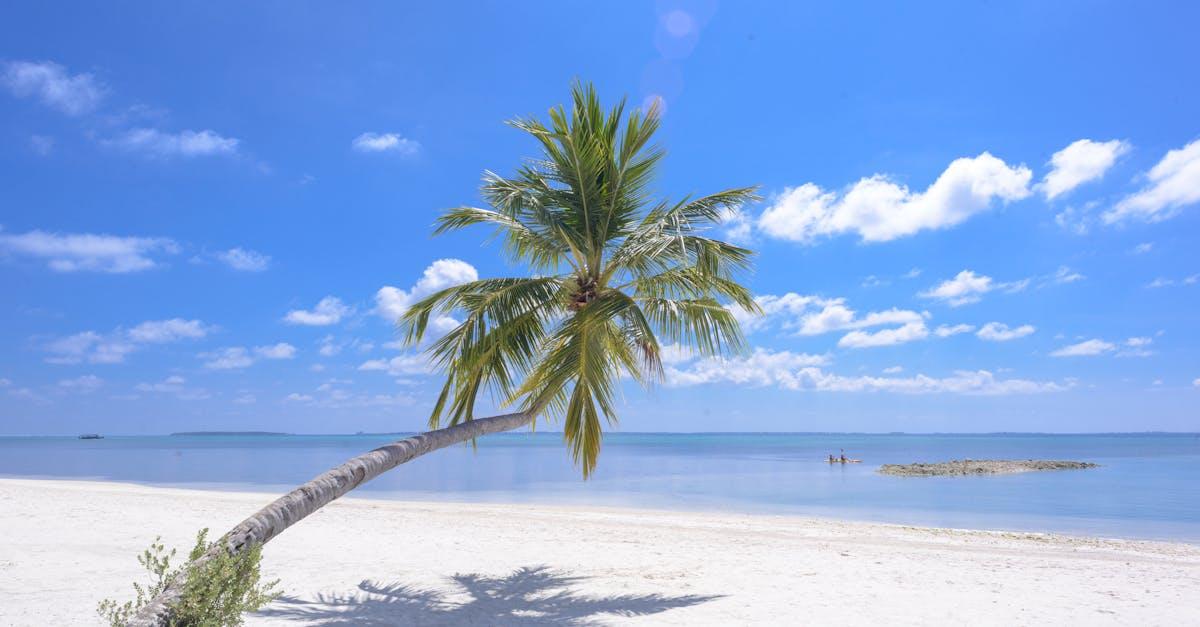 découvrez les tropiques, une région aux paysages exotiques, à la biodiversité riche et au climat chaud toute l'année, idéale pour les voyages et l'aventure.