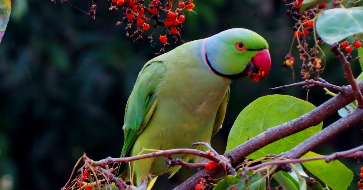 découvrez l'univers vibrant des tropiques : plages paradisiaques, climat chaud et biodiversité exceptionnelle pour une escapade inoubliable.