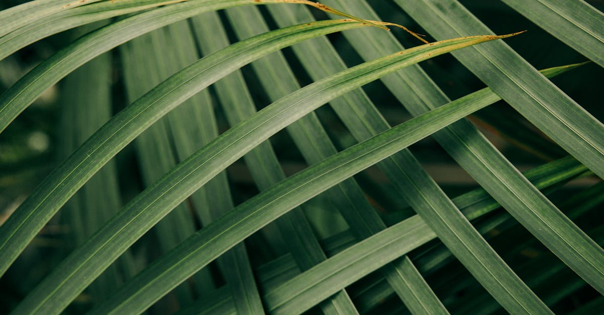 découvrez l'univers envoûtant des tropiques : plages paradisiaques, faune exotique, et aventures inoubliables sous le soleil.