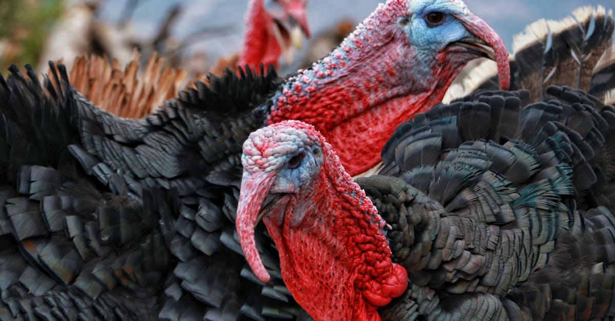 découvrez nos services professionnels d'insémination de dindes pour améliorer la reproduction et maximiser votre production avicole.