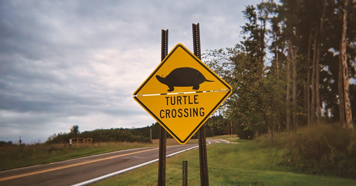 découvrez les signes de la mort chez les tortues pour mieux comprendre leur état de santé et agir rapidement en cas de problème.