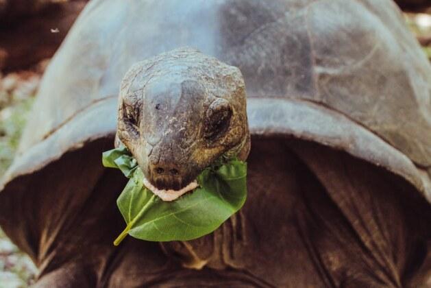 Les aliments à éviter pour la santé de votre tortue
