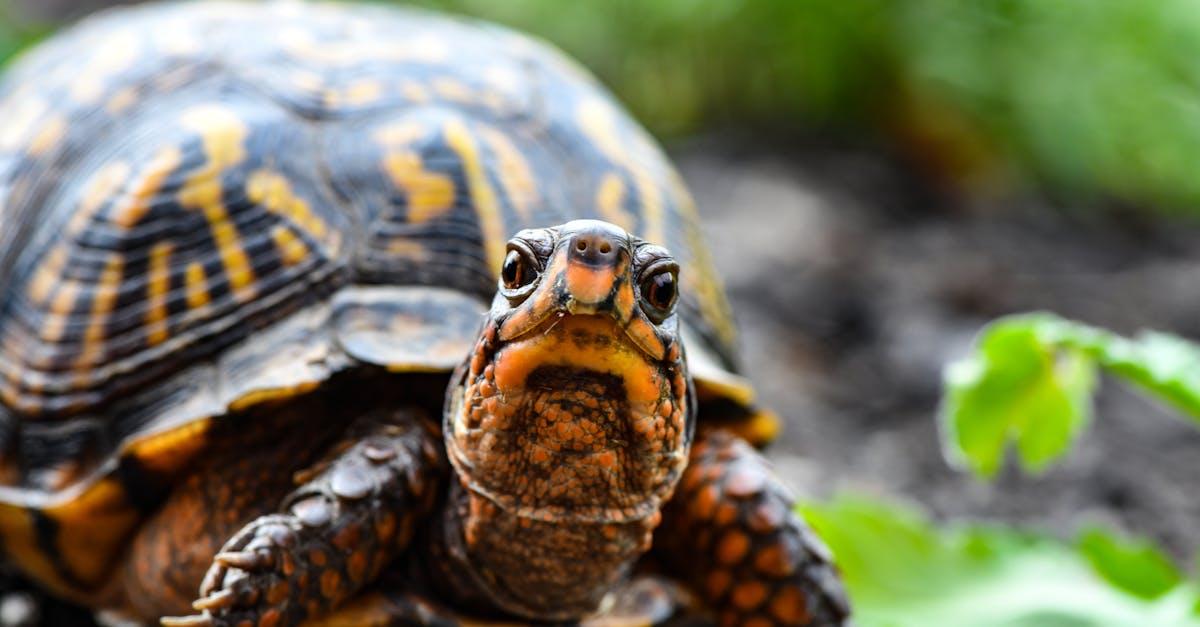 découvrez tout sur la carapace de tortue : structure, fonction et importance pour la protection de ces reptiles fascinants.