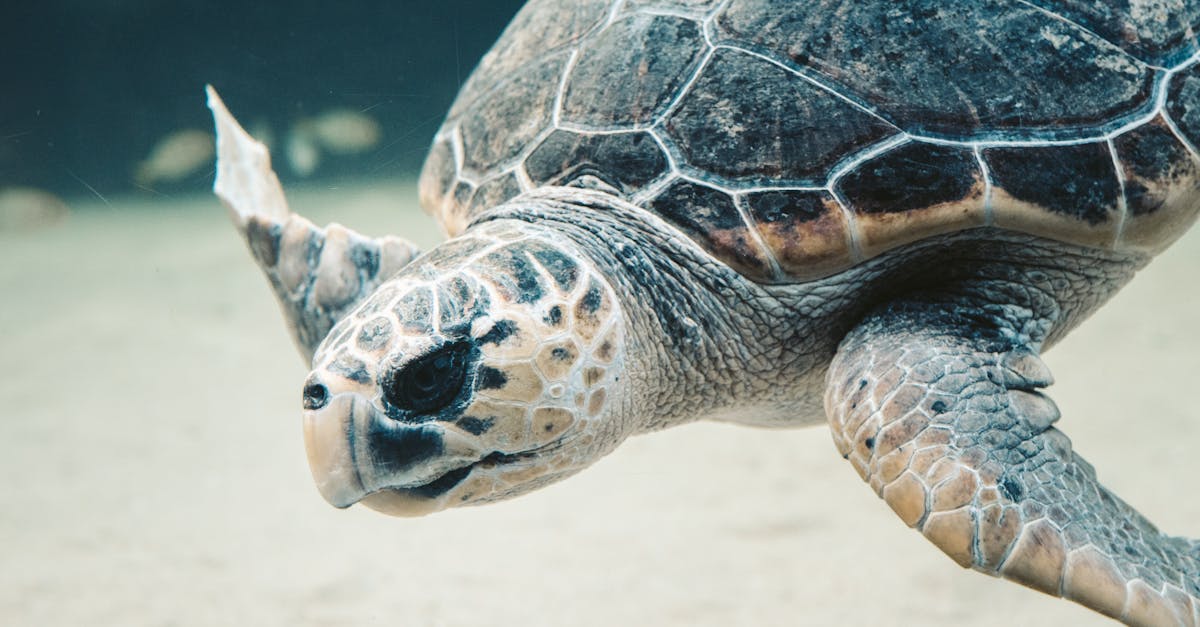 découvrez tout sur la carapace de tortue : structure, protection naturelle et importance pour la survie de ces reptiles uniques.