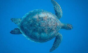 Une tortue peut-elle survivre sans sa carapace ?