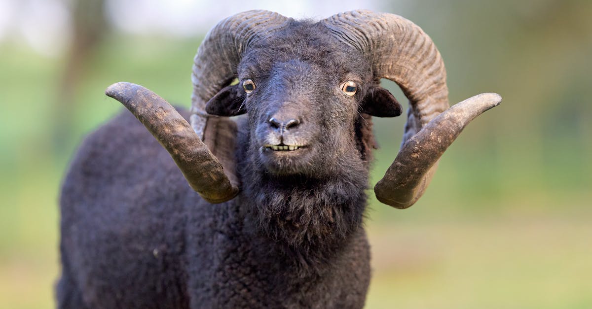 découvrez les animaux les plus laids du monde et apprenez pourquoi leur apparence unique joue un rôle important dans leur survie et leur environnement.