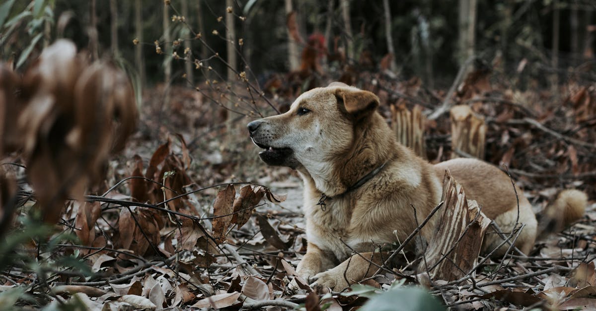 découvrez les animaux les plus étranges et les moins esthétiques de la planète. explorez notre sélection des créatures souvent considérées comme les plus laides, mais fascinantes par leur unicité.