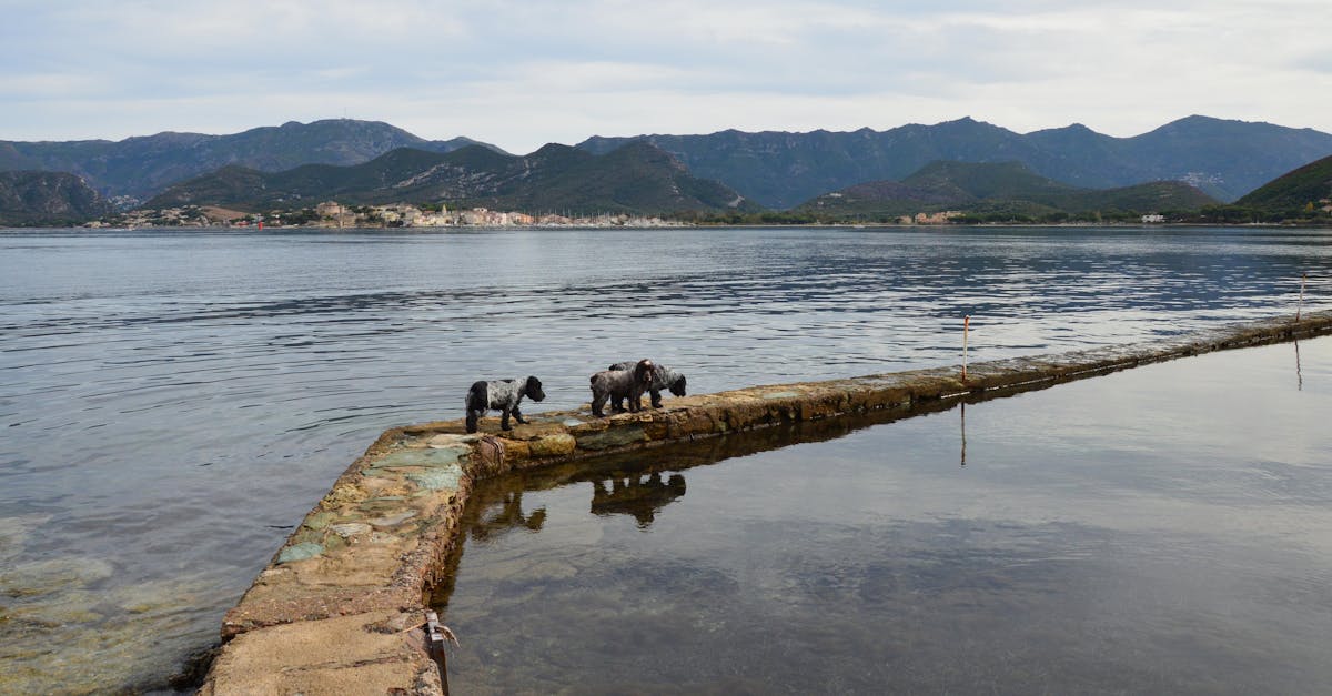 découvrez les animaux les plus étranges et moins esthétiques de la planète, fascinants par leur apparence unique et surprenante.