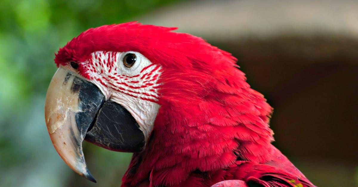 découvrez les animaux les plus étranges et fascinants du règne animal, réputés pour leur apparence atypique et unique.