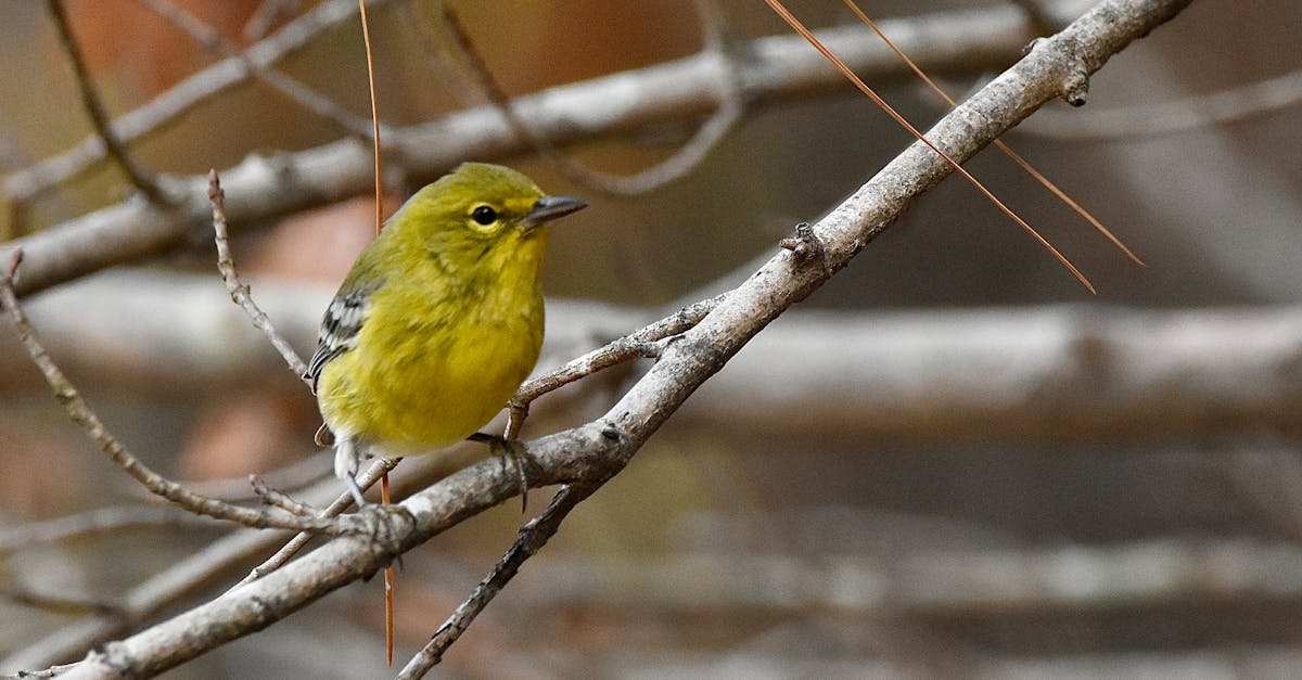 découvrez les animaux les plus insolites et surprenants du règne animal, souvent considérés comme les plus laids, mais fascinants par leur adaptation unique.
