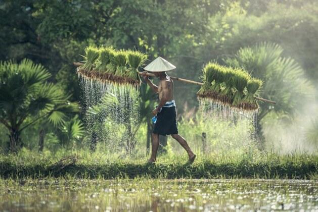 Peut-on nourrir son chat avec de la pâtée chaque jour ?