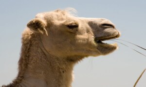 Pourquoi certains avions présentent-ils une bosse sur le toit ?