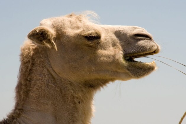 Pourquoi certains avions présentent-ils une bosse sur le toit ?