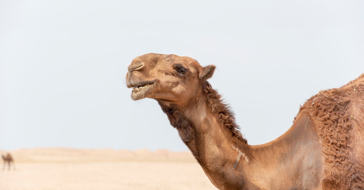 découvrez tout sur le camel hump, aussi appelé bosse de chameau, sa formation, ses fonctions et son importance pour la survie dans les environnements désertiques.