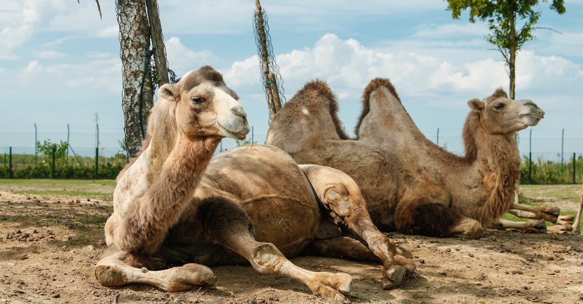 découvrez tout sur le 'camel hump', la bosse emblématique du chameau, son utilité et son importance dans l'adaptation à l'environnement désertique.
