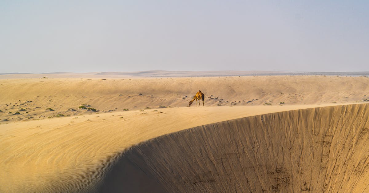 découvrez tout sur la bosse de chameau : formation, fonction et curiosités de cette caractéristique distinctive qui aide les chameaux à survivre dans le désert.