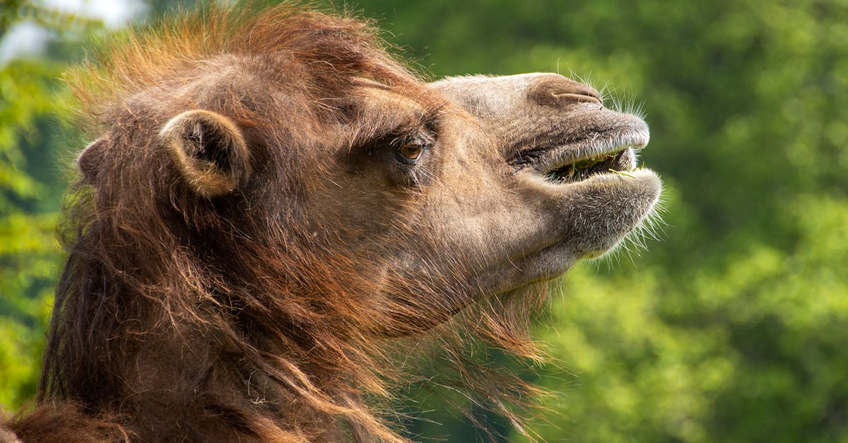 découvrez tout sur la bosse du chameau, son rôle essentiel pour stocker l'eau et l'énergie dans les environnements désertiques.
