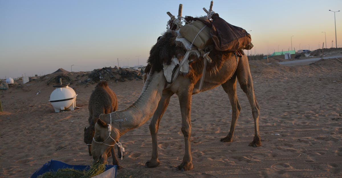 découvrez le camel hump, une caractéristique distinctive des chameaux, et apprenez tout sur sa fonction, sa formation et son importance dans leur adaptation au désert.