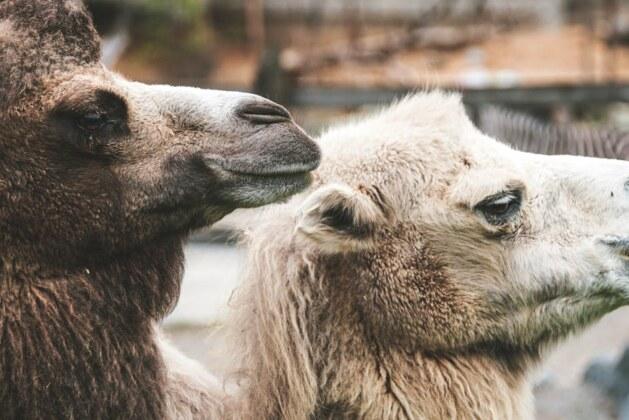 Pourquoi le dromadaire a une bosse et le chameau en a deux ?
