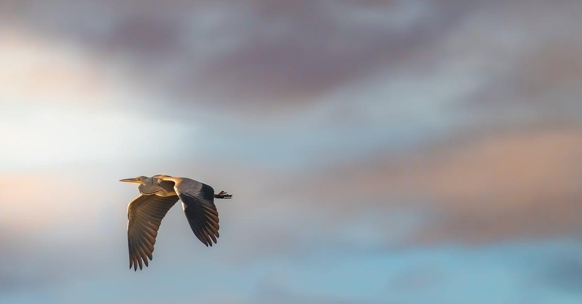 découvrez comment adopter un capybara en france en toute légalité. guide complet sur les démarches, soins et habitat adaptés pour ces rongeurs uniques.