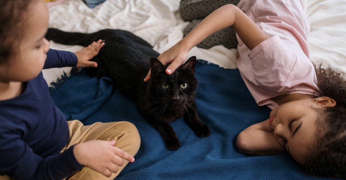 découvrez combien de temps un chat met pour s'adapter à un nouvel environnement et comment faciliter son acceptation pour un compagnon heureux.