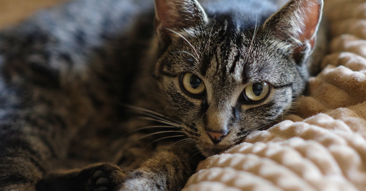 découvrez combien de temps un chat met pour s'adapter à son nouvel environnement et comment faciliter son acceptation.