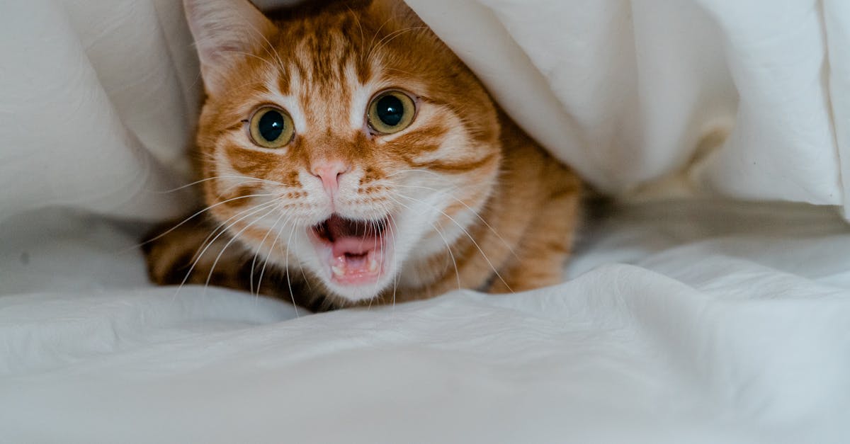 découvrez le temps d'acceptation d'un chat et comment favoriser une transition en douceur pour votre nouvel compagnon félin.