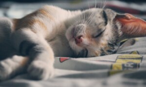 Combien de temps un chat a-t-il besoin pour accepter un chaton ?