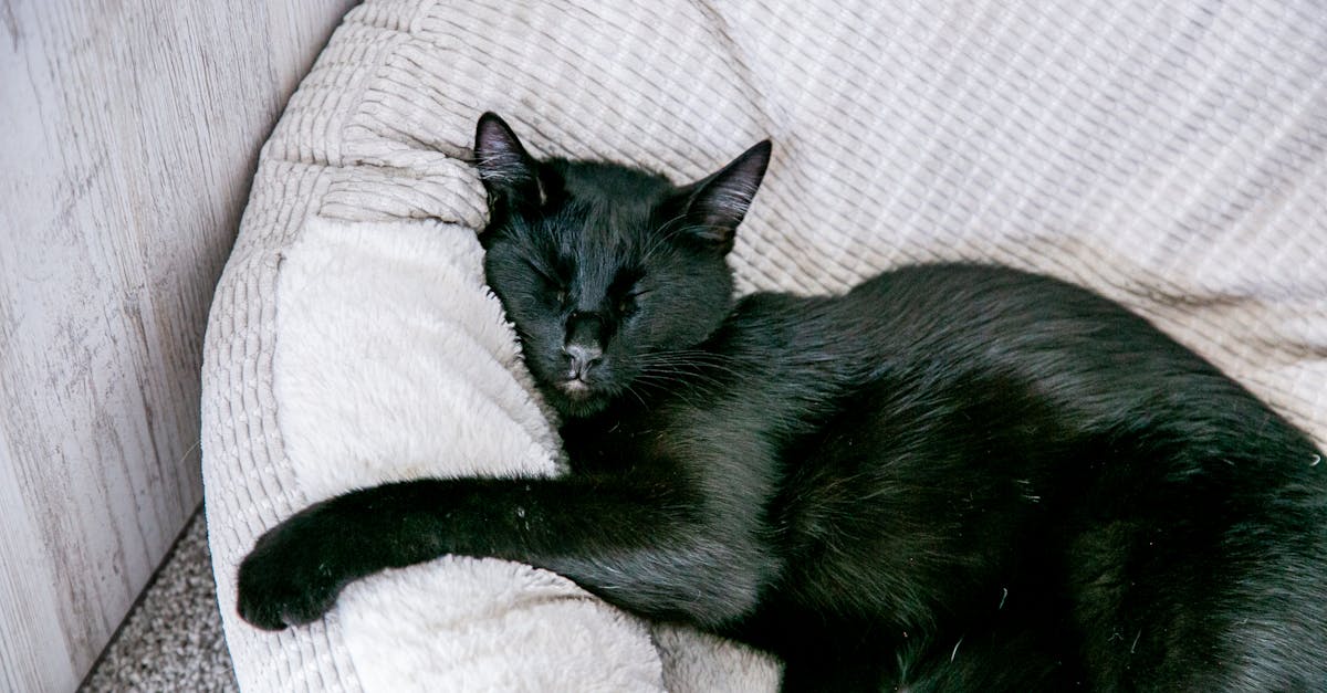 découvrez le temps d'adaptation nécessaire pour que votre chat s'habitue à son nouvel environnement et comment faciliter son acceptation.