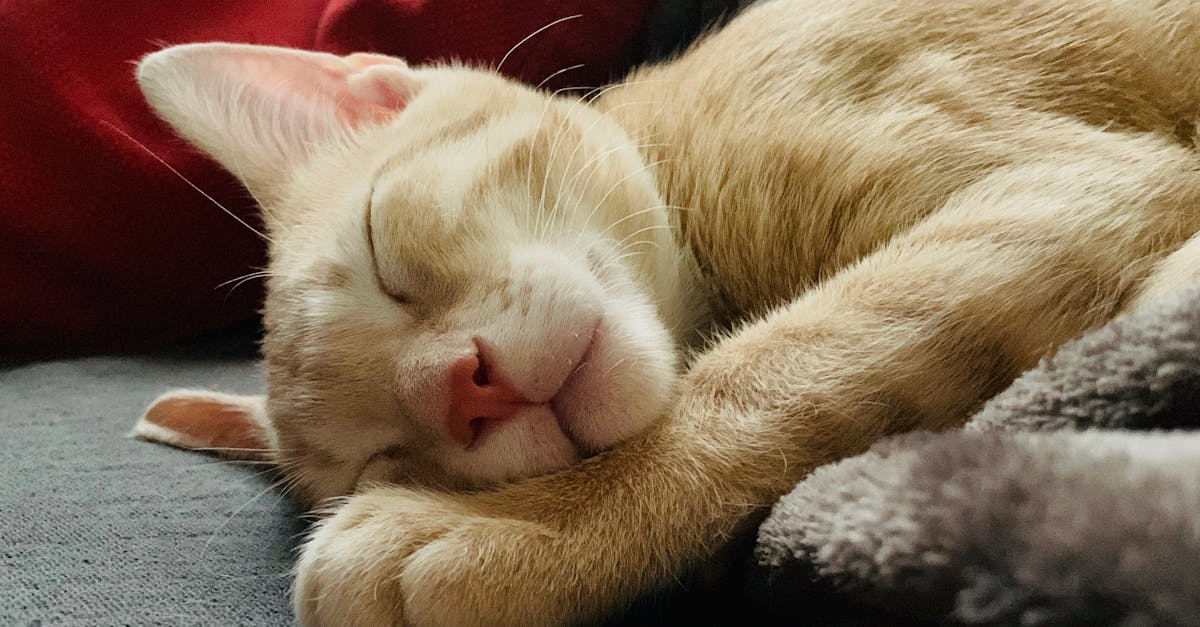 découvrez combien de temps il faut pour qu'un chat s'habitue à un nouvel environnement et comment faciliter son adaptation.