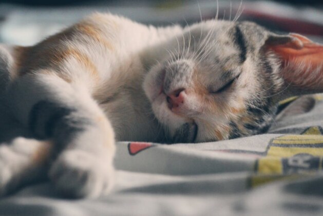 Combien de temps un chat a-t-il besoin pour accepter un chaton ?