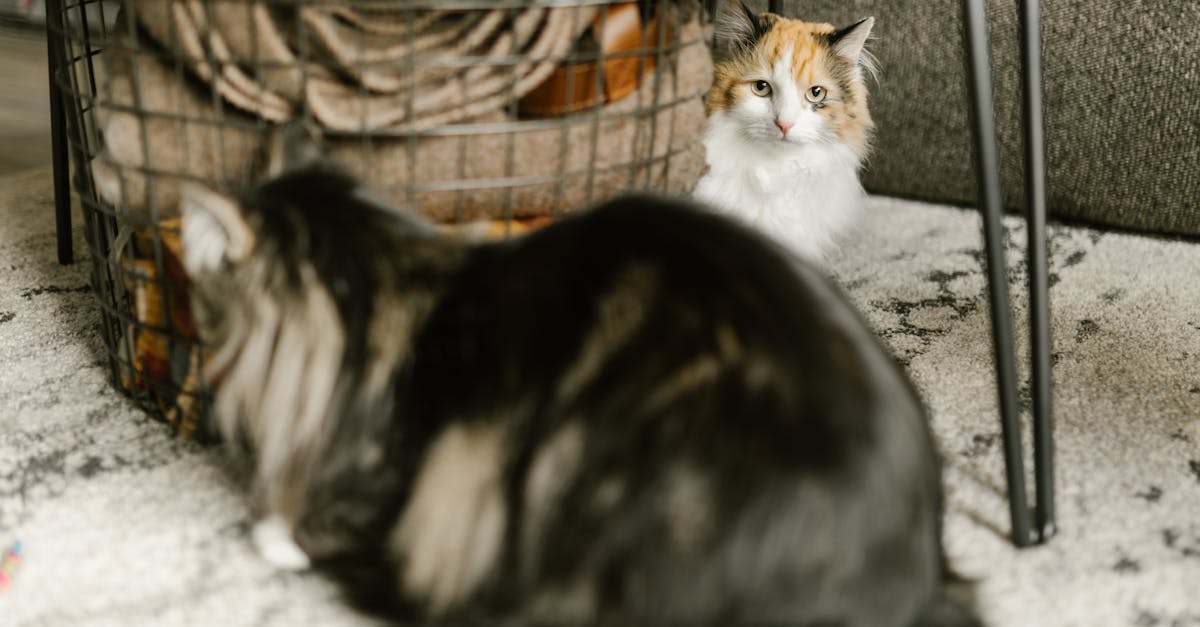 découvrez le mystère des neuf vies des chats, une aventure fascinante sur la résilience et l'agilité de nos compagnons félins.