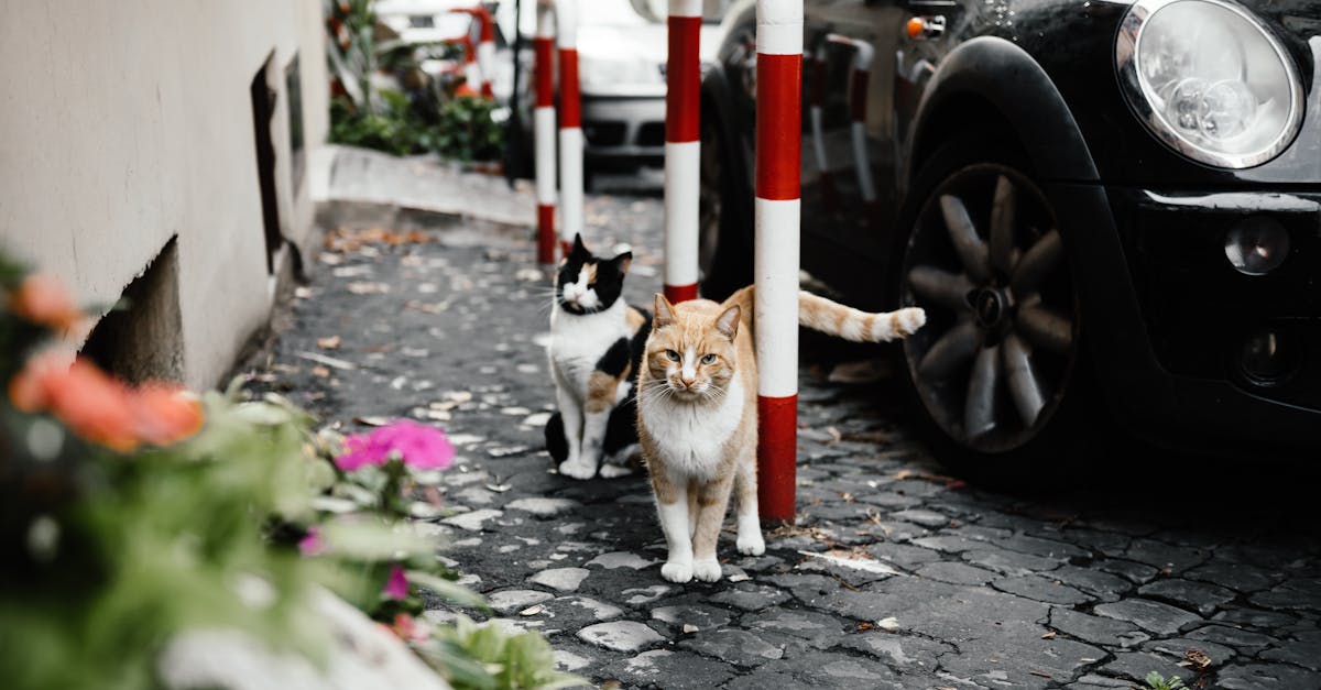 découvrez le mystère des neuf vies des chats, leur agilité surprenante et les légendes fascinantes qui entourent ces animaux fascinants.