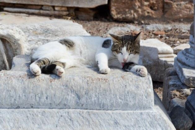 Pourquoi les chats sont-ils réputés pour avoir neuf vies ?