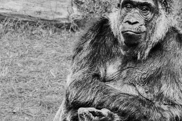 Euthanasie de Toto le sanglier : retour sur l&rsquo;affaire qui a bouleversé l&rsquo;opinion publique