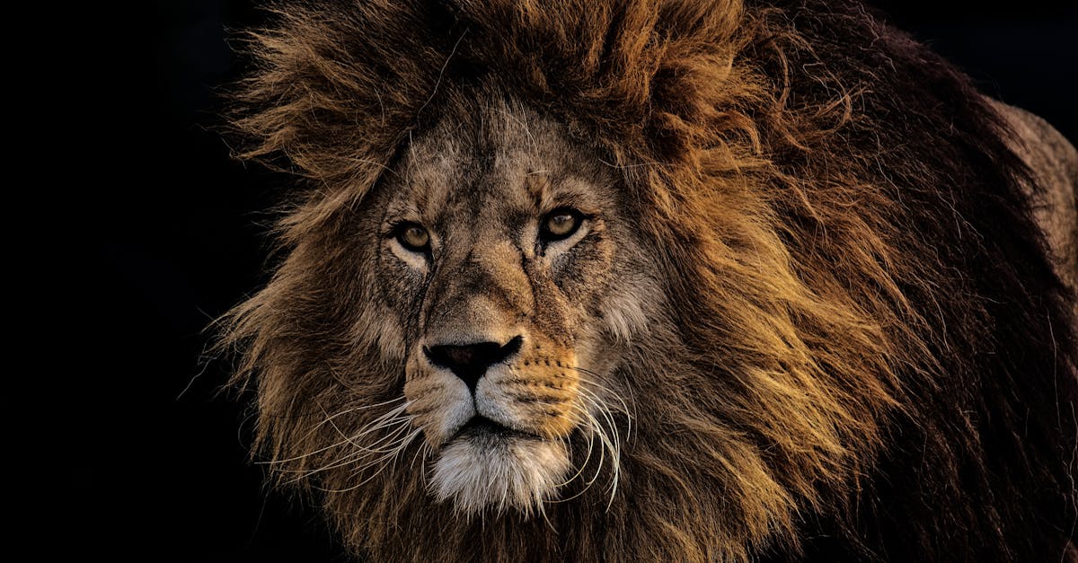 découvrez l'aventure épique du roi lion, un classique intemporel mêlant courage, amitié et destinée au cœur de la savane africaine.