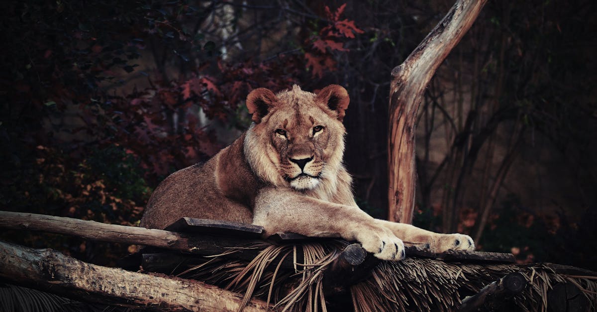 découvrez l'émouvante histoire du roi lion, un classique intemporel mêlant aventure, amitié et courage au cœur de la savane africaine.