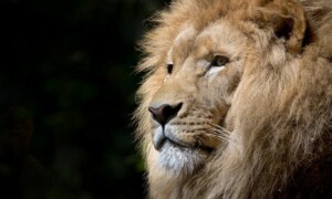 Pourquoi le lion est-il perçu comme le roi des animaux ?