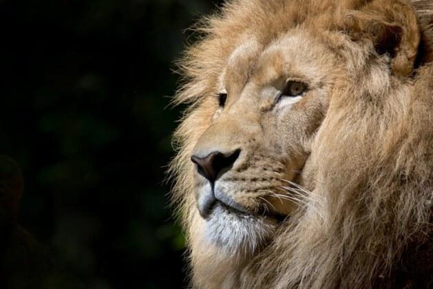 Pourquoi le lion est-il perçu comme le roi des animaux ?