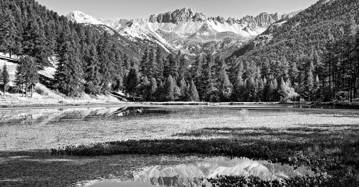 découvrez l'origine des maures, leur histoire fascinante et leur influence culturelle à travers les siècles.