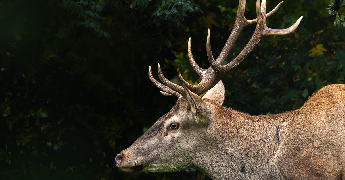 découvrez quels sont les pokémon les plus puissants et comment les utiliser pour dominer vos combats dans l'univers captivant de pokémon.