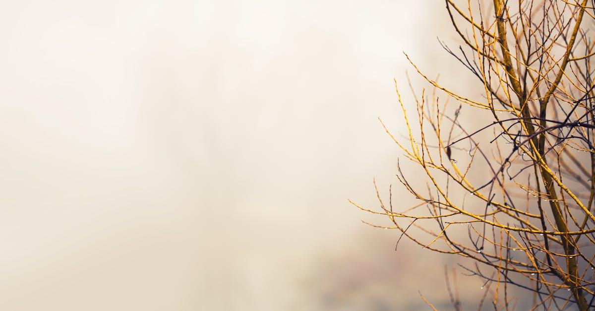 découvrez les raisons clés de l'échec de napoléon à waterloo, une bataille décisive qui a marqué la fin de son empire.