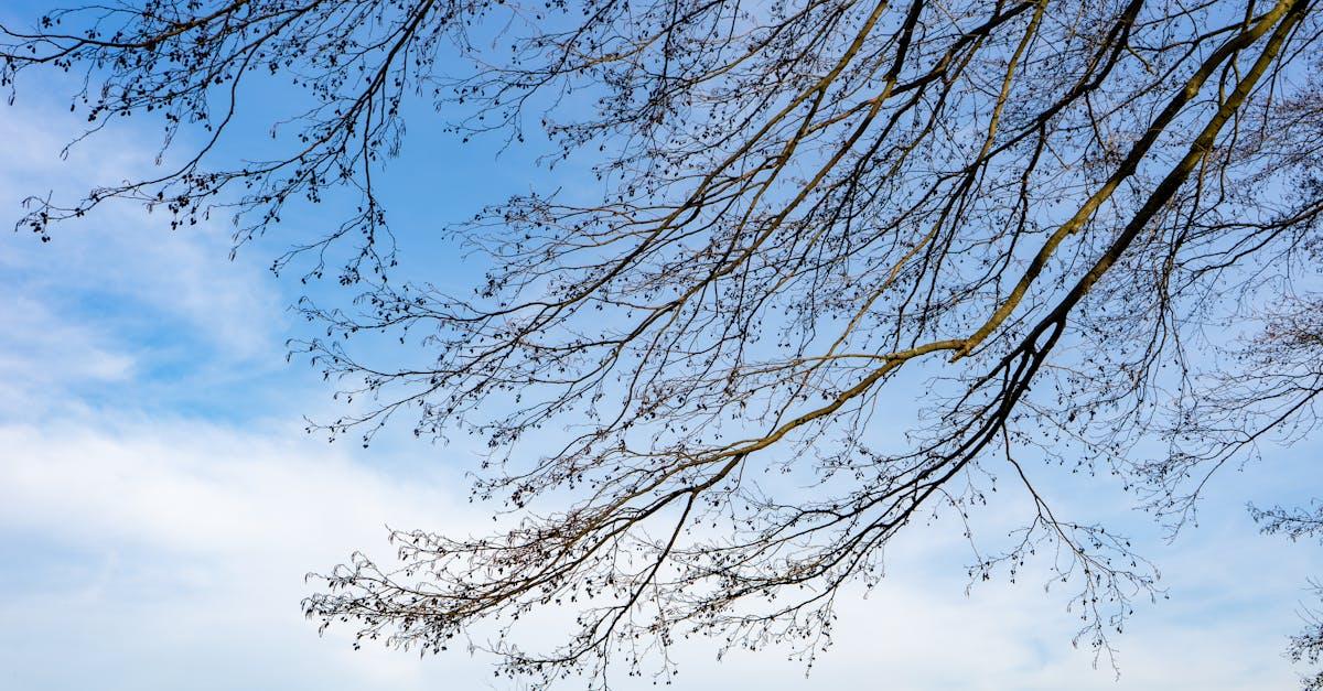 découvrez l'origine et l'histoire derrière ce terme fascinant, explorant ses racines et son évolution à travers le temps.